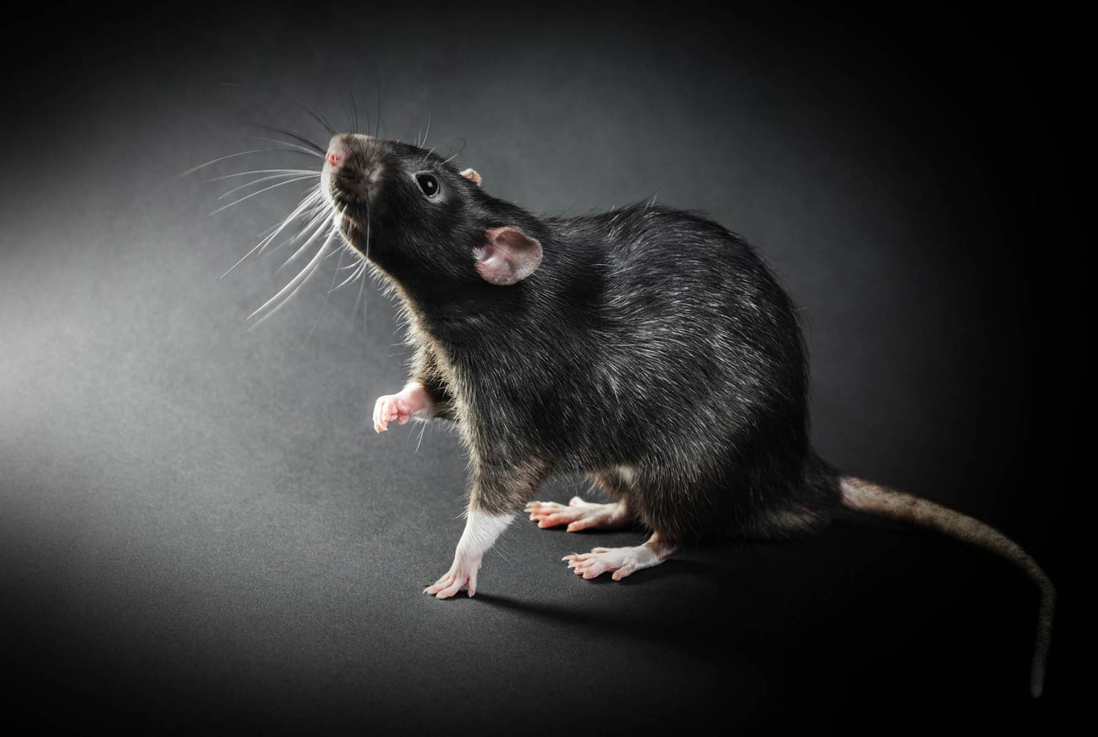 La dératisation permet de lutter contre les rats et les souris 
