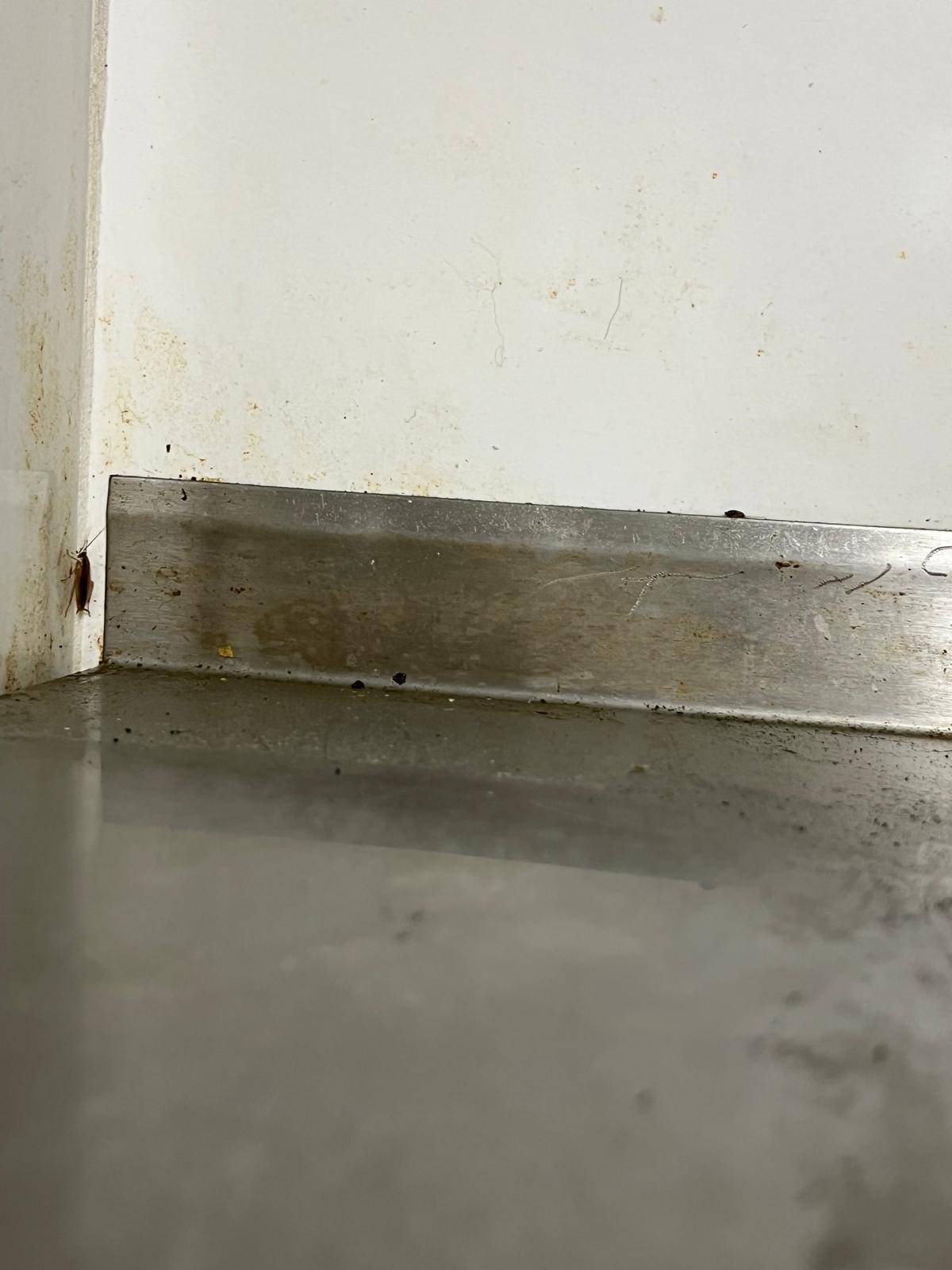 Solutions complètes de dératisation pour les entreprises de transport et logistique Salon-de-Provence 13