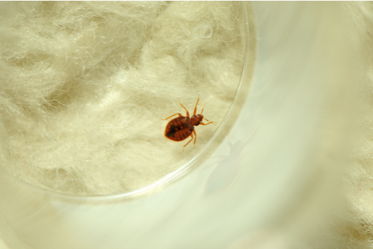 Désinsectisation puces et cafards pour établissements hôteliers et restauration rapide Avignon Vaucluse