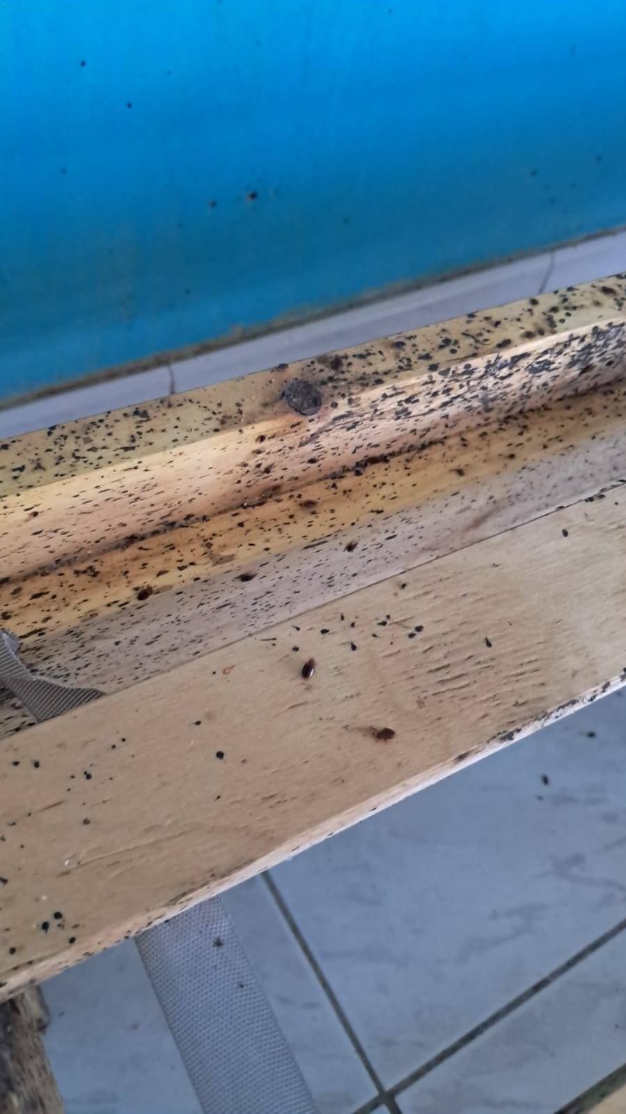 Produits désinsectisation spéciales punaises pour les particuliers Toulon Var