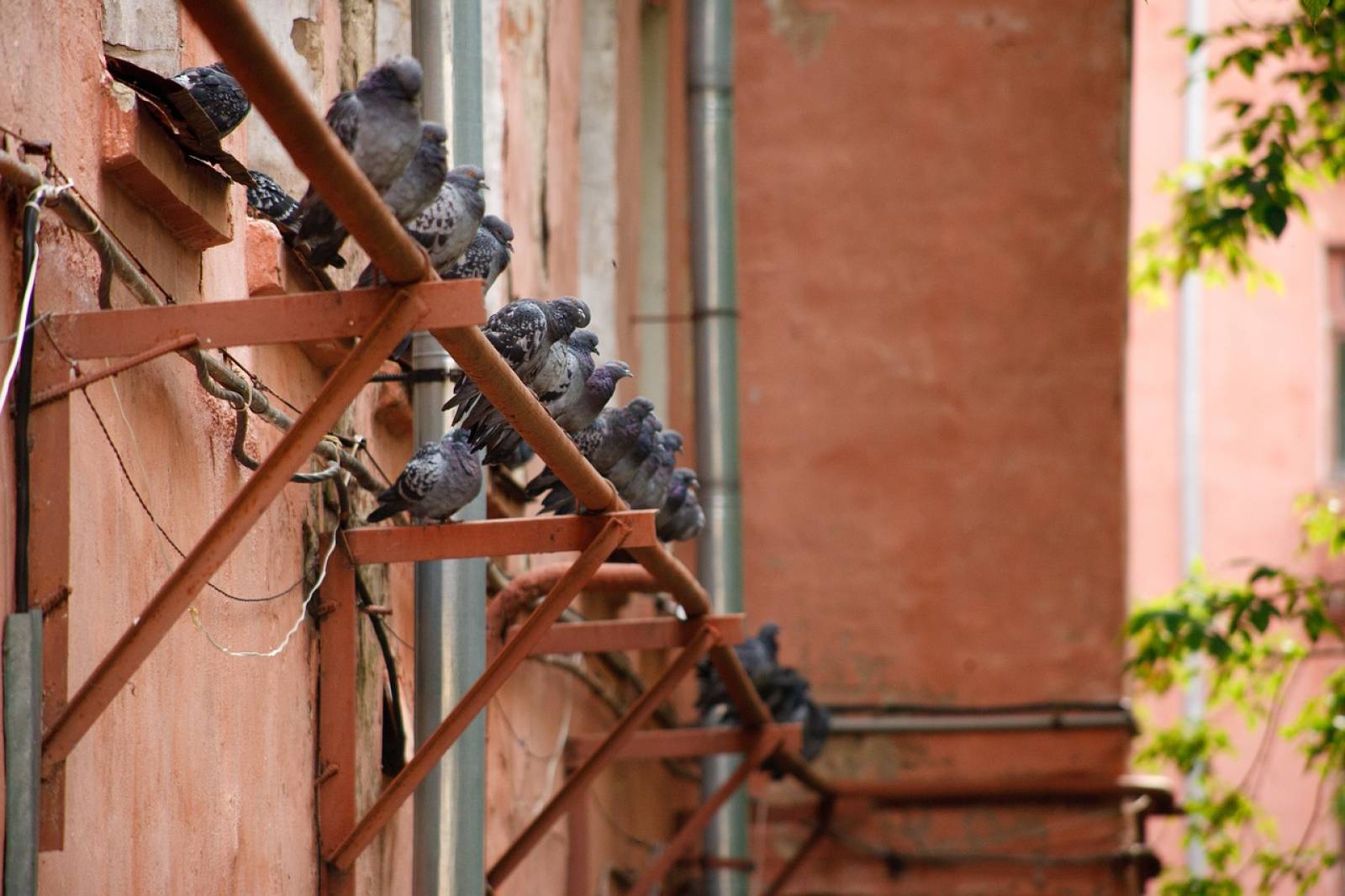 Pigeons et volatiles