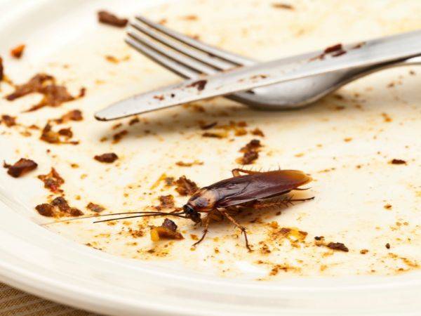 Désinsectisation rapide contre les blattes pour hôtels à Cannes