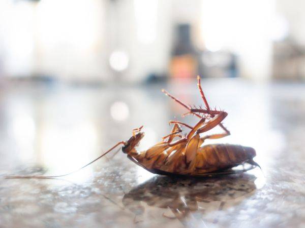 Hôtels à Cannes : Désinsectisation blattes en urgence