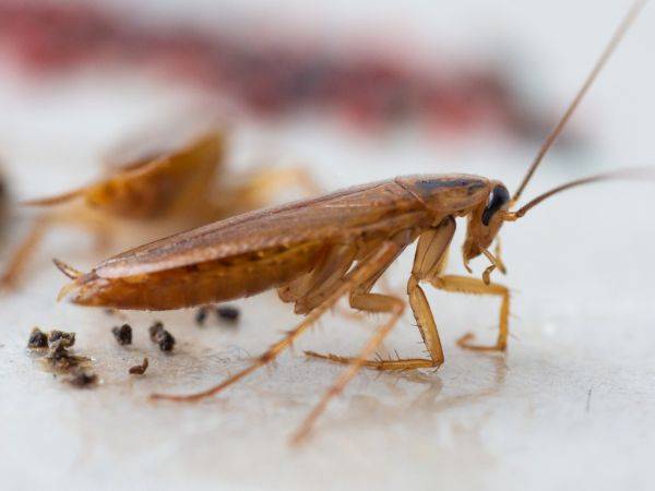 Intervention express pour éliminer les blattes dans les hôtels à Cannes