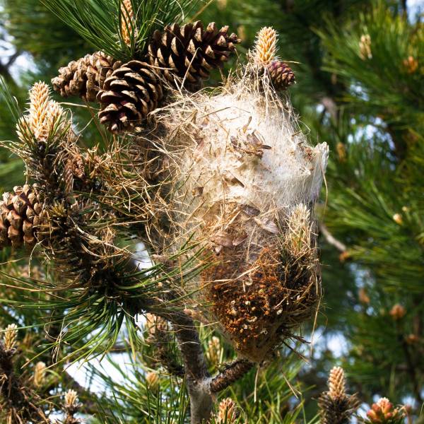 Chenilles processionnaires dans votre jardin, que faire