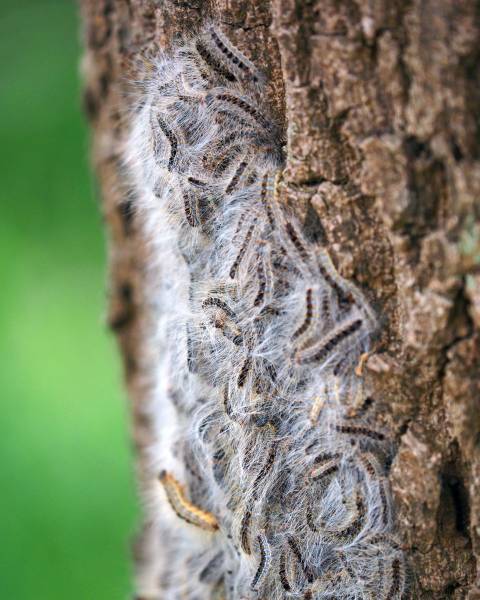 Chenilles processionnaires dans votre hôtel en PACA