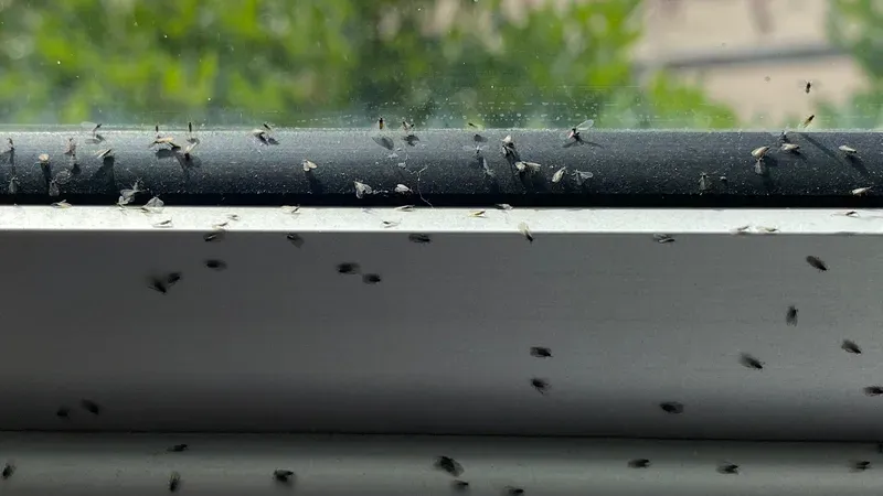 Insectes volants en Provence-Alpes-Côte d'Azur : pourquoi leur présence augmente en été et comment s'en débarrasser efficacement ?