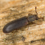 Comprendre et traiter le lyctus en PACA