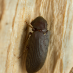 Vrillettes du bois en PACA