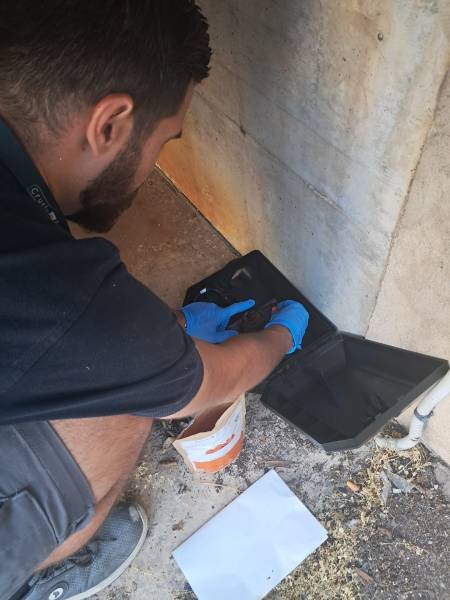 Achat de produit contre les rongeurs type rat souris pas cher et efficace en ligne