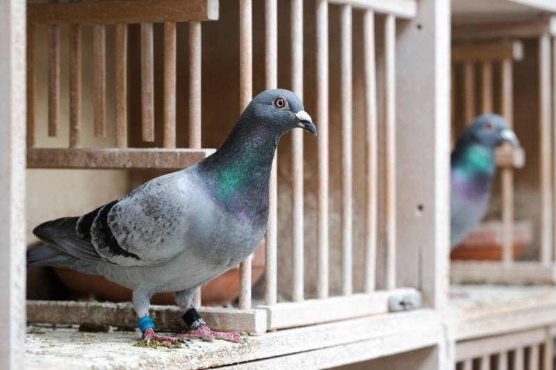 Dépigeonnage efficace : méthodes recommandées