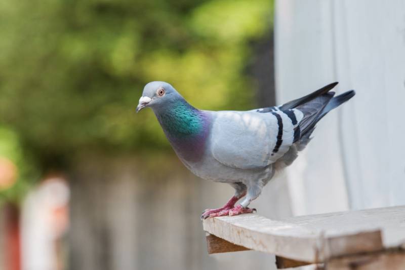 Solutions pour un traitement des pigeons