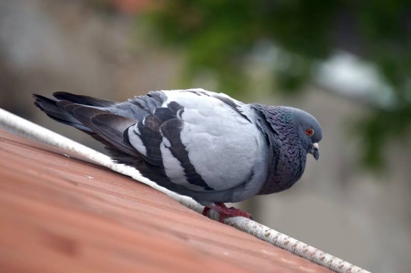 Éliminez les pigeons en PACA avec des solutions pratiques
