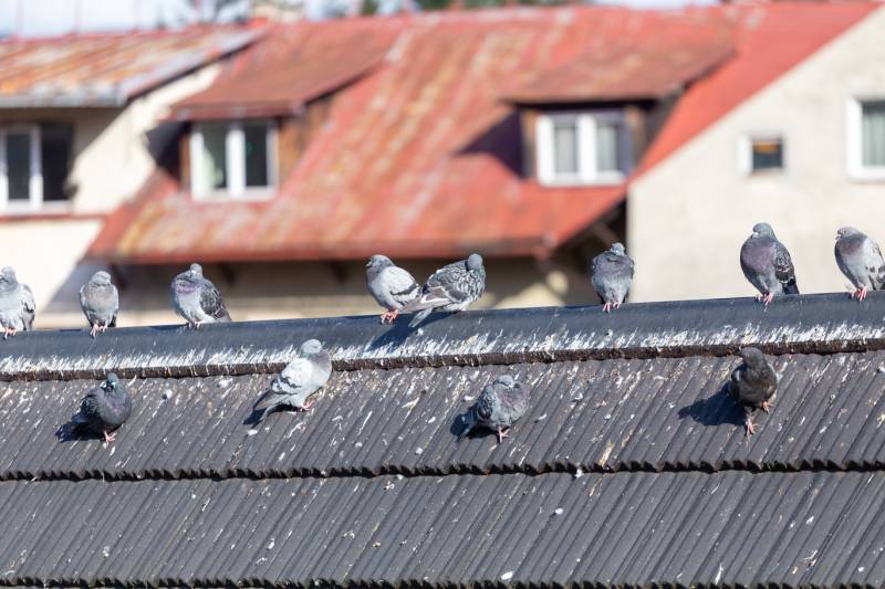 Solutions contre pigeons et volatiles en PACA