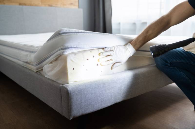 Comment se débarrasser des punaises de lit en PACA