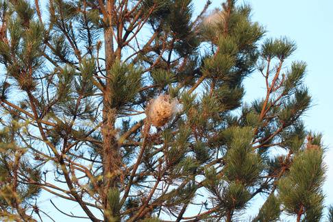 Professionnel de la destruction de nid de chenilles processionnaires dans une maison à Vence