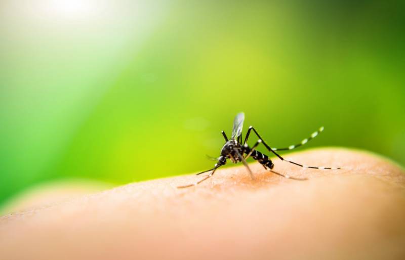 Solutions efficaces contre les moustiques en PACA
