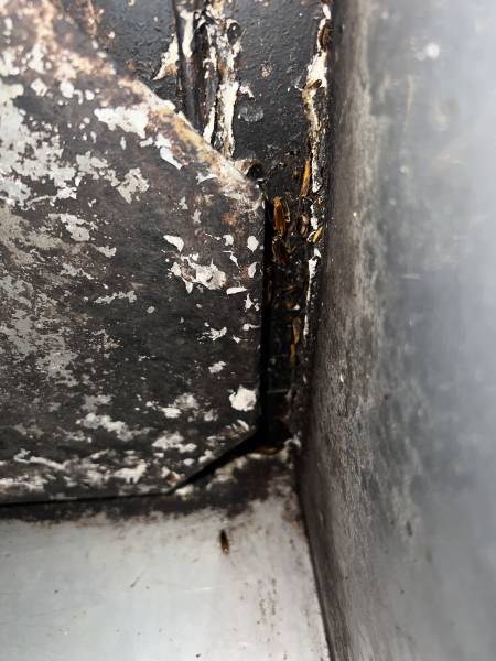 Traitement contre les cafards dans un restaurant à Saint Tropez