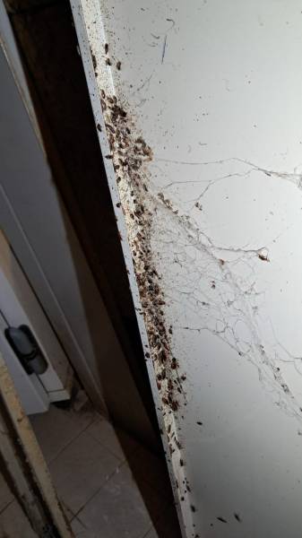 Infestation de cafards dans un restaurant à Toulon