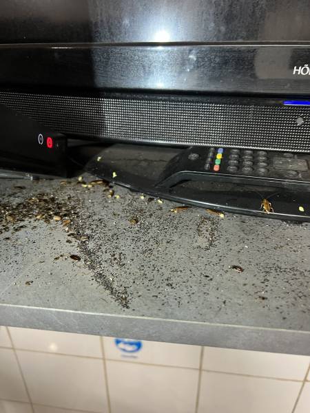 Services pour éliminer les cafards à Marseille