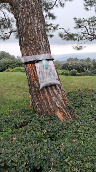 Se débarrasser des chenilles processionnaires dans les espaces verts à Cannes