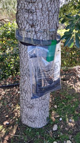 Éradication des chenilles processionnaires dans un collège à Marseille