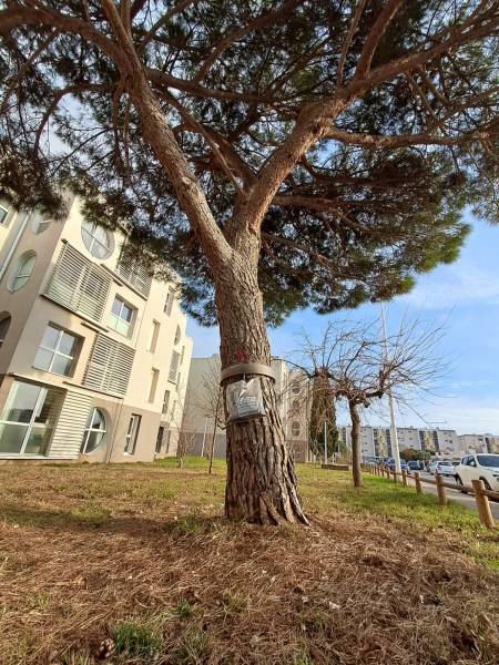 Éradication des chenilles processionnaires dans la commune de Sainte-Maxime