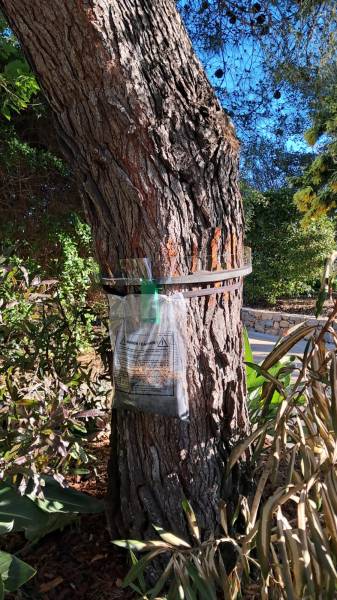 Détruire les nids des chenilles processionnaires dans un collège près de Nice