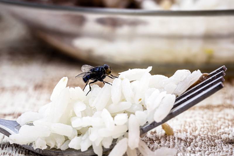 Comment éradiquer des moucherons dans une cuisine de restaurant ou dans un bar à Cannes