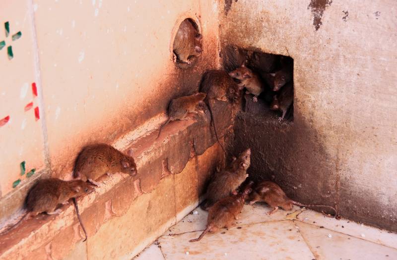 Comment reconnaître une infestation de rats à Cannes ? Les signes à ne pas ignorer
