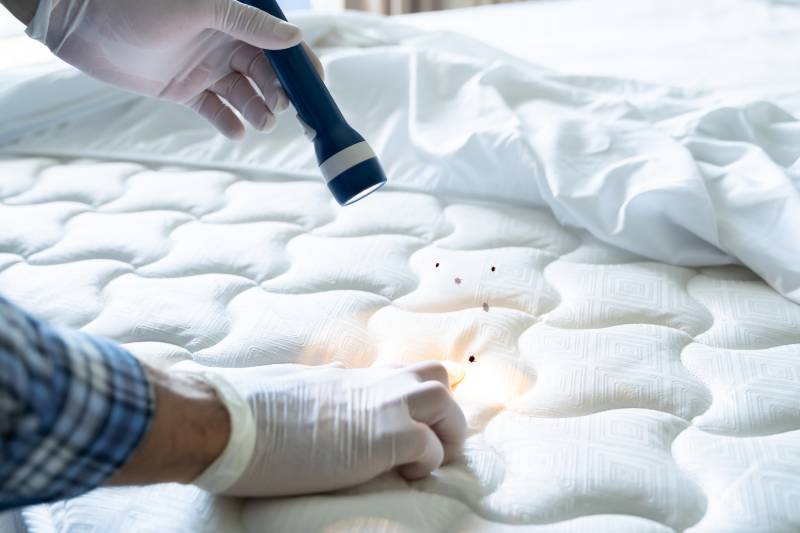Comment savoir si nous avons des punaises de lit : achat de détecteur de punaise 
