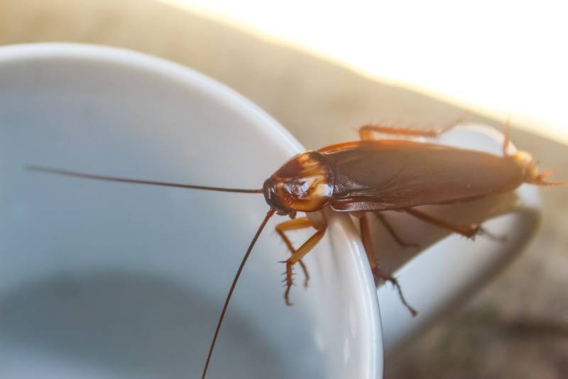 Comment se débarrasser des cafards et rongeurs dans un café à Toulon
