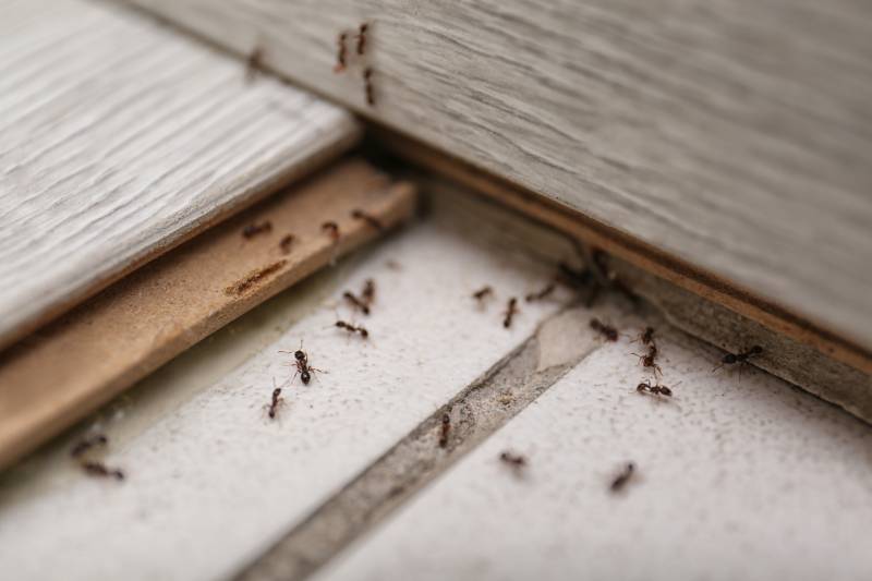 Contrat nuisible pour désinsectisation des fourmis dans une résidence ou une copropriété à Cagnes-sur-Mer prés de Saint-Laurent-du-Var