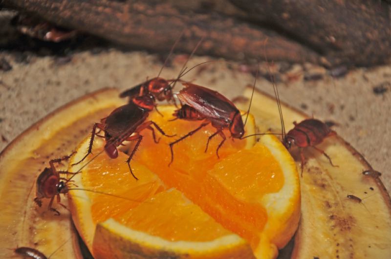 Contrat nuisibles annuel pour les propriétaires de maison d'immeubles dans les Alpes-Maritimes