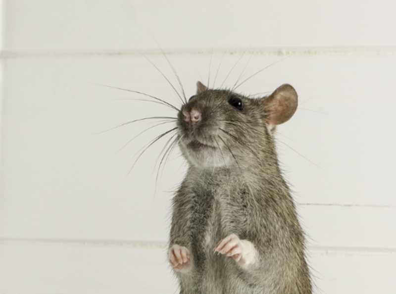 Dératisation en copropriété à Cannes : qui est responsable ?