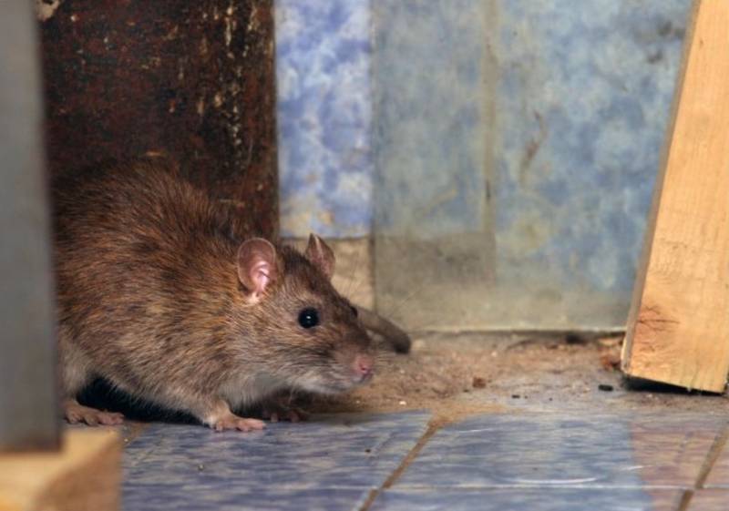 Société de lutte contre les rats et souris dans un magasin bio à Aix-en-Provence