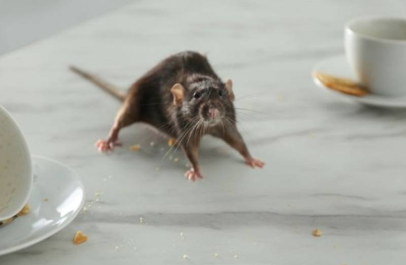 Entreprise experte en dératisation pour supermarché et grandes surfaces à Martigues