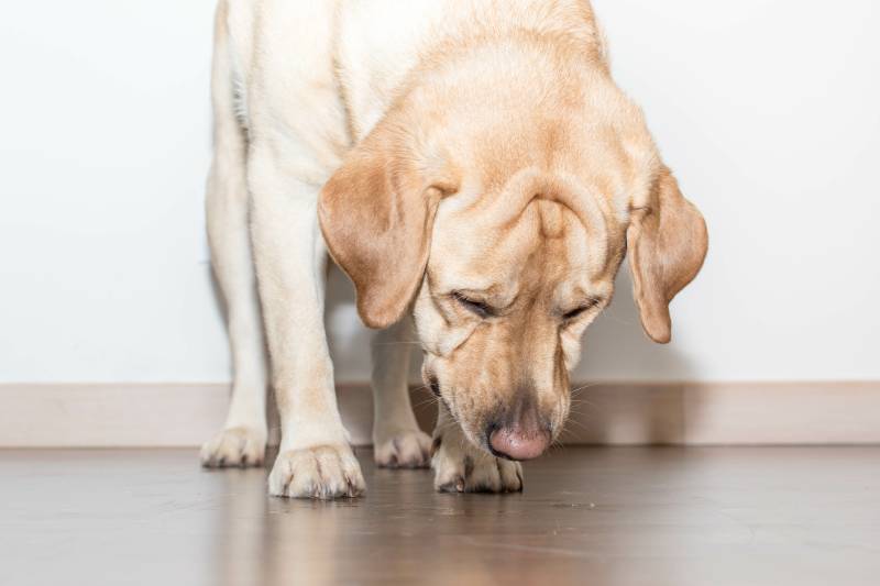 Entreprise de détection canine pour les punaises de lit dans un appartement, une maison ou un hôtel à Marseille et en PACA
