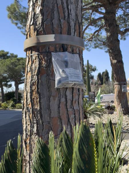 Responsabilité des collectivités en PACA face aux chenilles processionnaires