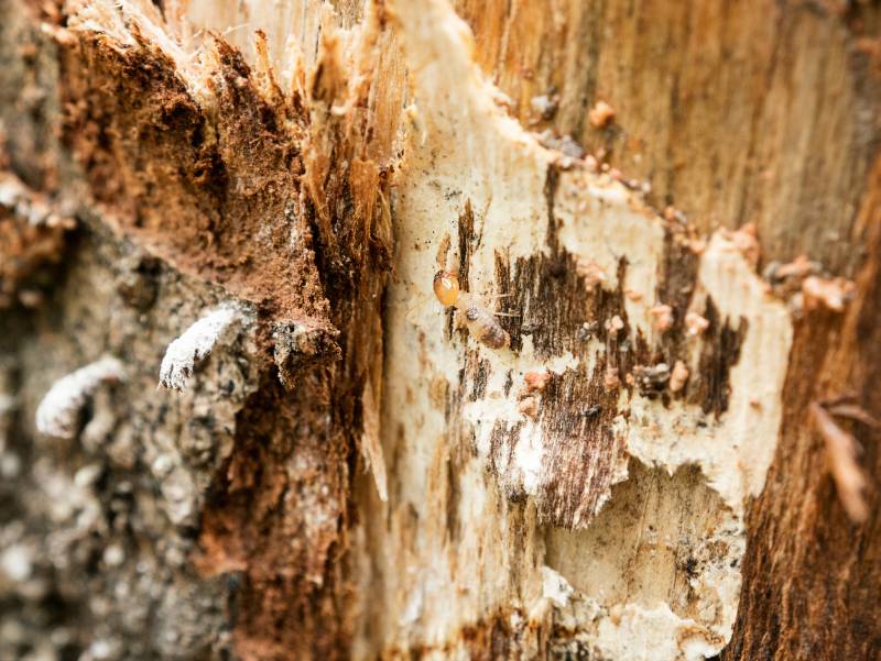 Entreprise de lutte contre les nuisibles spécialisée dans le traitement des termites dans les Alpes-Maritimes