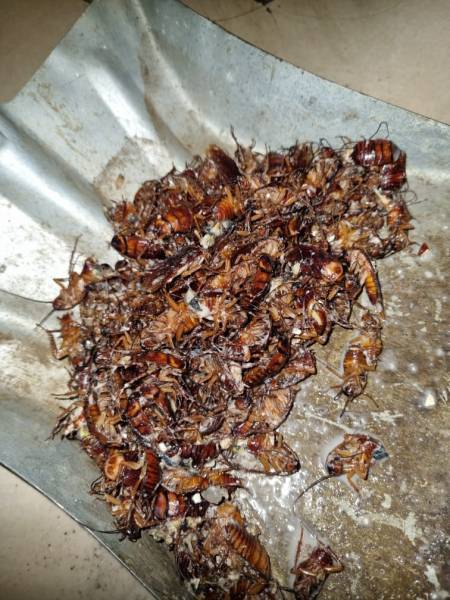 Entreprise pour éliminer fourmis et cafards dans une GMS à Avignon