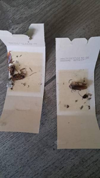 Entreprise spécialisée dans le traitement discret des nuisibles pour copropriété de standing à Aix-en-Provence