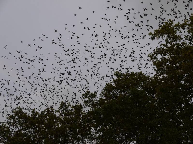 Contrôle des étourneaux en PACA