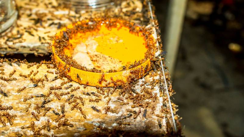 Entreprise spécialisée pour se débarrasser efficacement des fourmis dans une industrie agroalimentaire à Toulon