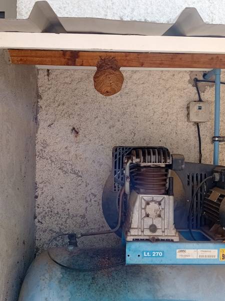 Nid de frelon asiatique en urgence à Cannes 