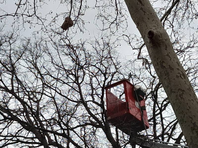 Détruire un nid de guêpes dans un arbre à Antibes