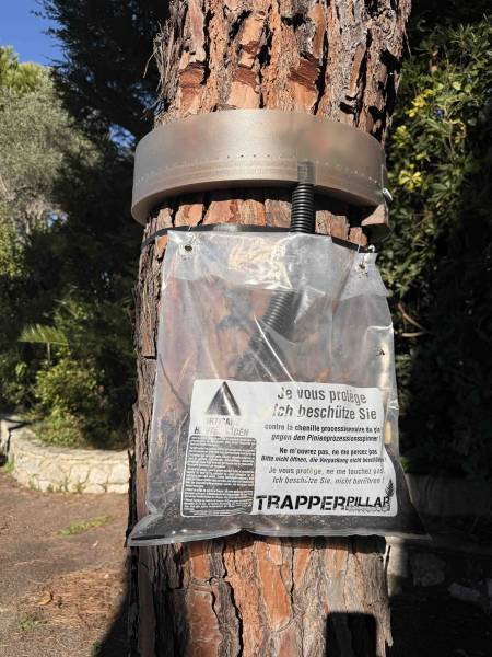 chenilles processionnaires dans une résidence en PACA : quelles obligations ?