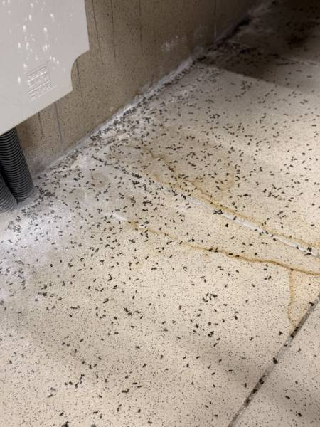 Infestation de fourmis à Nice : quels risques pour votre établissement professionnel ?