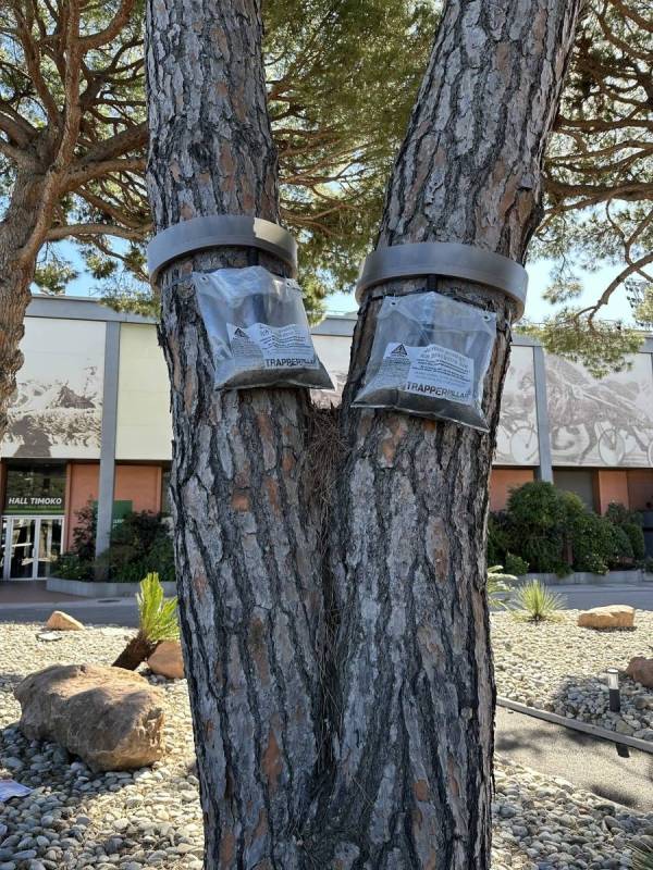 Traitement naturel pour éliminer les chenilles processionnaires du pin pour les communes à Toulon dans le Var