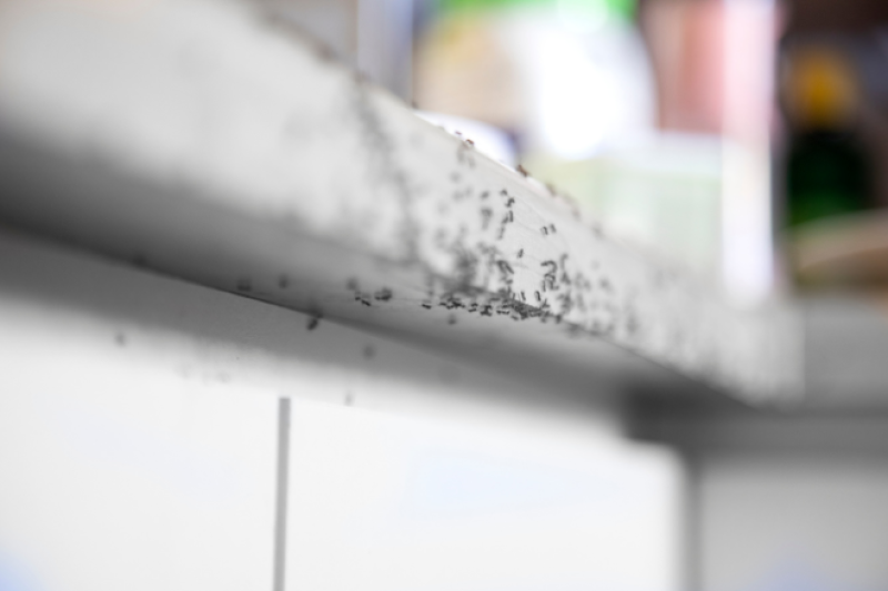 Intervention contre les fourmis dans une crèche à Avignon avec produits sans danger pour enfants